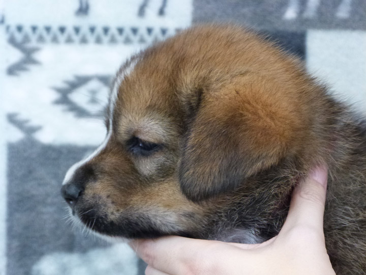 chinook puppy